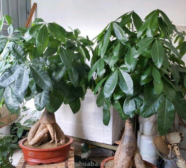 养发财树，学会3个技巧，茎杆粗壮，四季常青