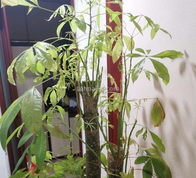养发财树，学会3个技巧，茎杆粗壮，四季常青