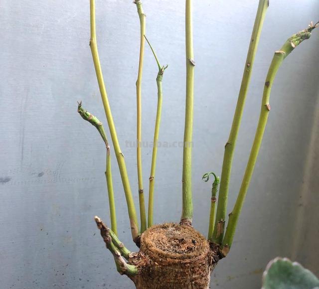 养发财树，学会3个技巧，茎杆粗壮，四季常青
