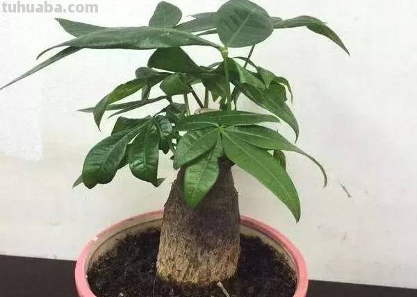 养发财树有“五忌”,只要避开,主杆粗壮“硬邦邦”,叶绿根满盆