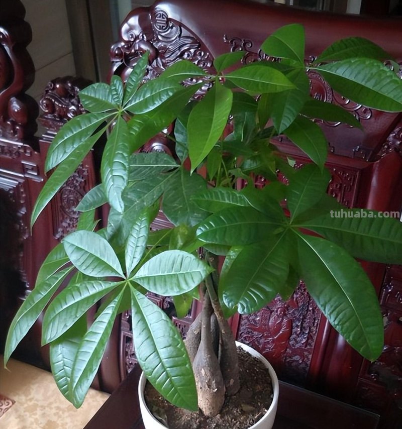 养发财树有“五忌”，只要避开，主杆粗壮“硬邦邦”，叶绿根满盆