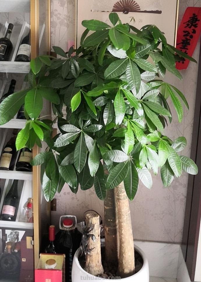 养发财树有“五忌”，只要避开，主杆粗壮“硬邦邦”，叶绿根满盆