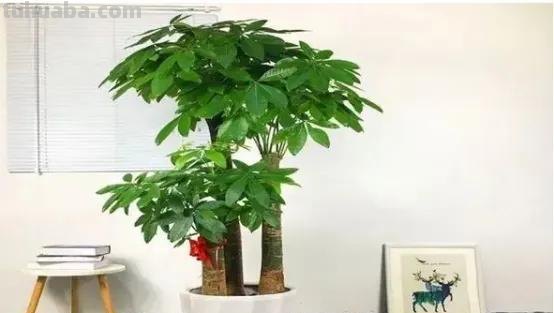发财树的习性和几个养殖技巧？让您的发财树旺旺旺