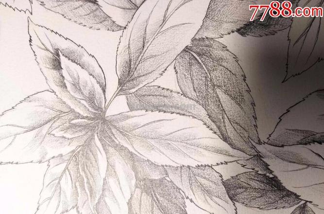 怎么速写叶子 素描时怎样画树的叶子？