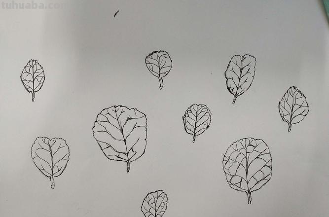 怎么速写叶子 素描时怎样画树的叶子？