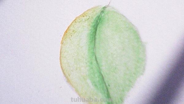 怎么速写叶子 素描时怎样画树的叶子？