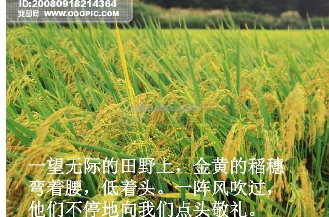 稻穗低垂着头是什么修辞手法 稻穗低垂着头是什么修辞手法,写出稻穗什么的特点