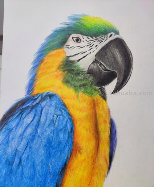 鹦鹉怎么画 彩铅颜色 鹦鹉怎么涂色？