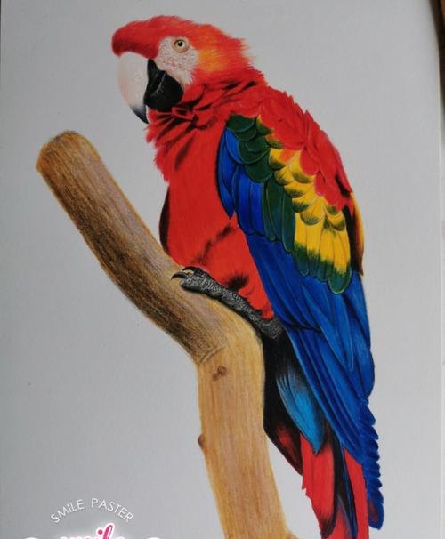 鹦鹉怎么画 彩铅颜色 鹦鹉怎么涂色？