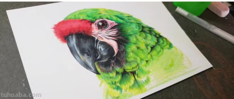 鹦鹉怎么画 彩铅颜色 鹦鹉怎么涂色？