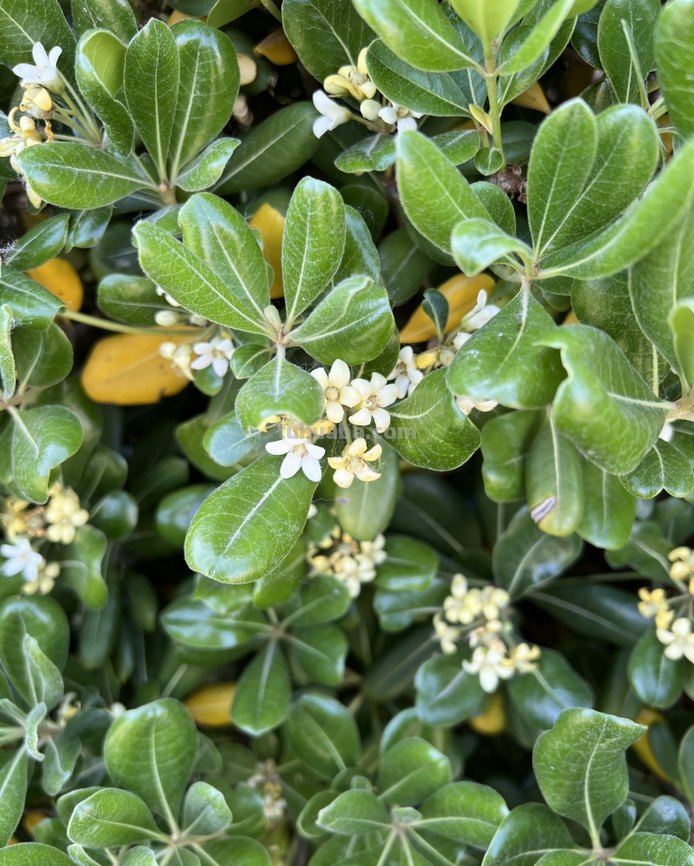 春夜洛城闻笛的主旨是什么?