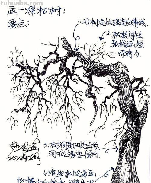 枯木速写画技巧 速写的技巧和方法？