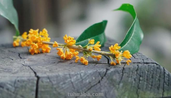 桂子月中落天香云外飘描写的是什么季节 桂子月中落天香云外飘描写的是哪个季节