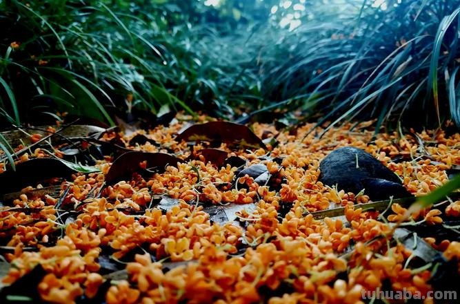 桂子月中落天香云外飘描写的是什么季节 桂子月中落天香云外飘描写的是哪个季节