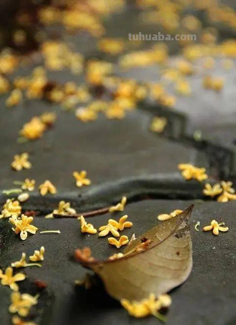 桂子月中落天香云外飘描写的是什么季节 桂子月中落天香云外飘描写的是哪个季节