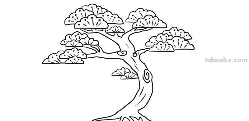 松树叶怎么画简笔画 松树的简笔画法？