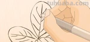 树叶怎么画简笔画大全 画树叶的简笔画？