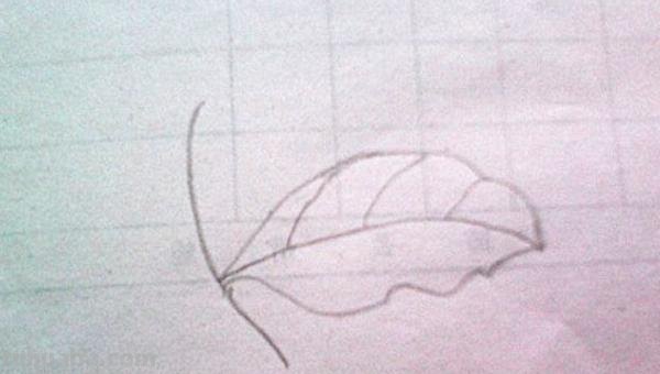 树叶怎么画简笔画大全 画树叶的简笔画？
