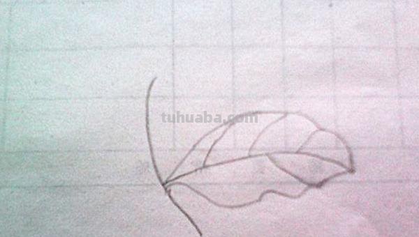 树叶怎么画简笔画大全 画树叶的简笔画？