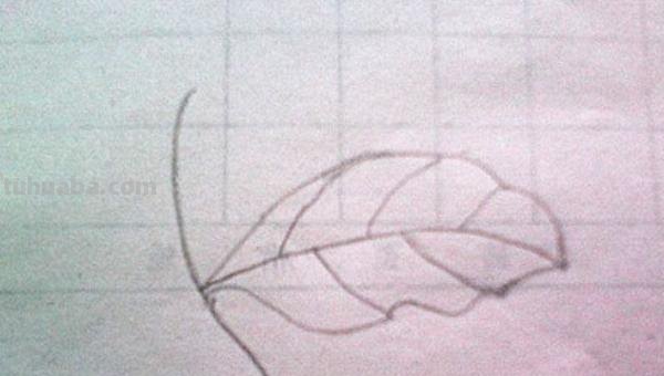 树叶怎么画简笔画大全 画树叶的简笔画？