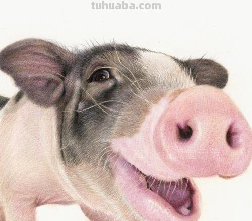 不用彩铅怎么画猪 挤挤猪绘画教程？