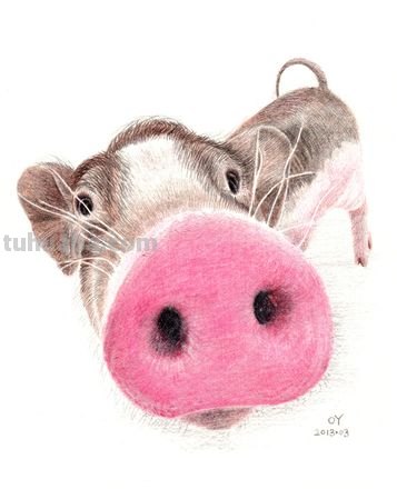 不用彩铅怎么画猪 挤挤猪绘画教程？