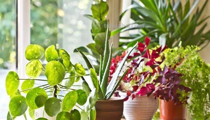 家庭种植什么植物比较好 ?哪些家养植物比较容易成活?