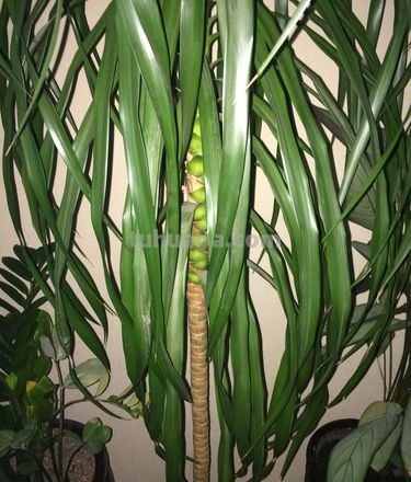 家庭种植什么植物比较好 ?哪些家养植物比较容易成活?