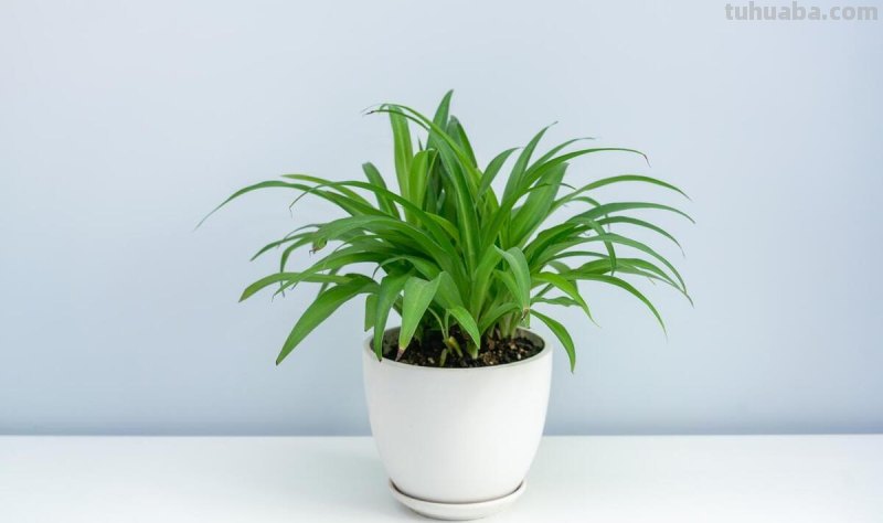 家庭种植什么植物比较好 ？哪些家养植物比较容易成活？