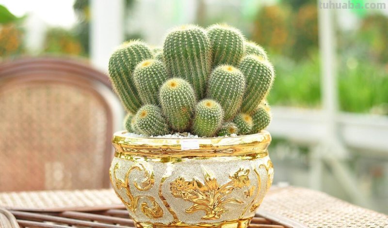 家庭种植什么植物比较好 ？哪些家养植物比较容易成活？