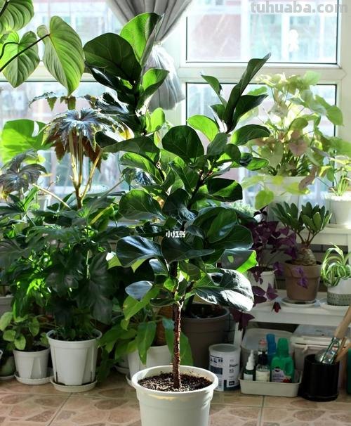 家庭种植什么植物比较好 ?哪些家养植物比较容易成活?
