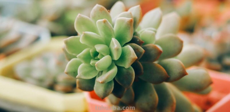 家庭种植什么植物比较好 ？哪些家养植物比较容易成活？