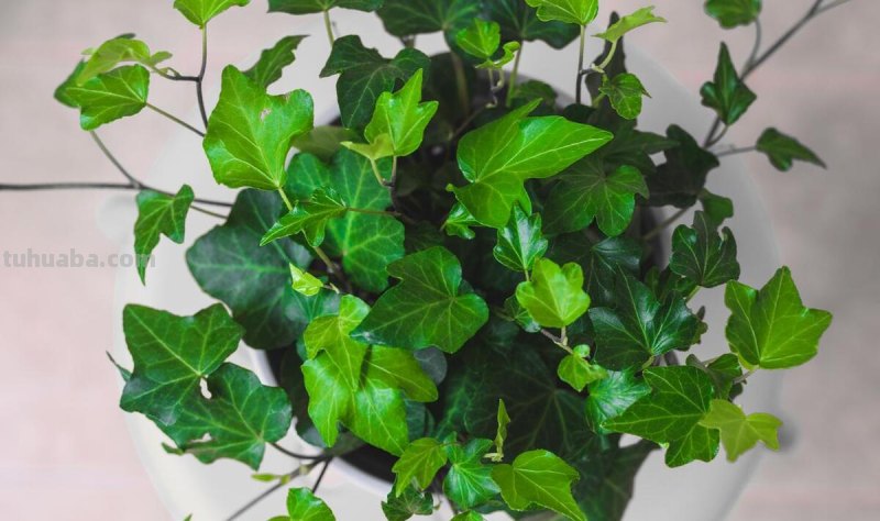 家庭种植什么植物比较好 ？哪些家养植物比较容易成活？