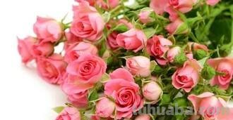 「花语大全」赏花就要懂花语，花语无声胜有声