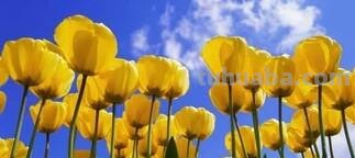 「花语大全」赏花就要懂花语，花语无声胜有声