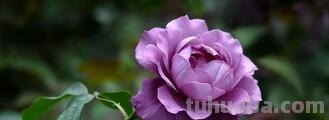「花语大全」赏花就要懂花语，花语无声胜有声