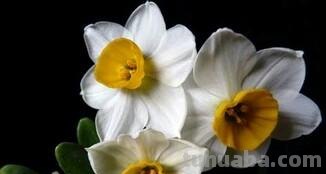 「花语大全」赏花就要懂花语，花语无声胜有声