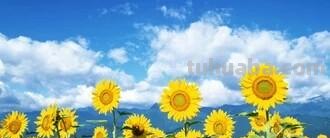 「花语大全」赏花就要懂花语，花语无声胜有声