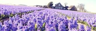 「花语大全」赏花就要懂花语，花语无声胜有声