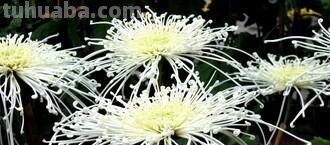 「花语大全」赏花就要懂花语，花语无声胜有声