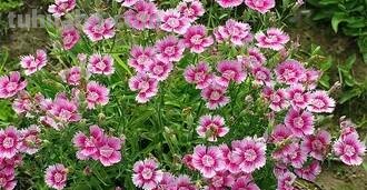 「花语大全」赏花就要懂花语，花语无声胜有声