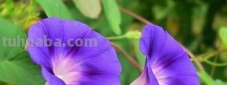 「花语大全」赏花就要懂花语，花语无声胜有声
