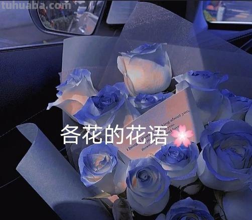 文案 ‖“一些花的花语”