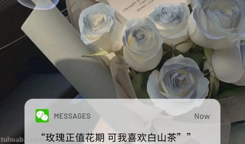 文案 ‖“一些花的花语”