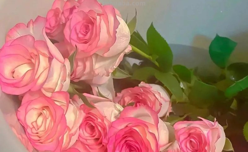 文案 ‖“一些花的花语”