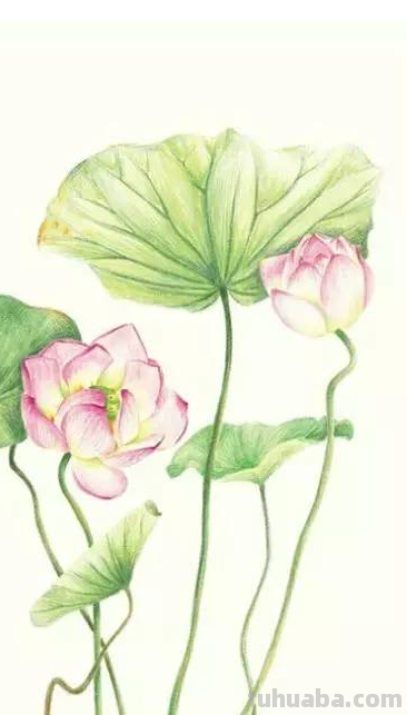 彩铅书签花朵怎么画 简单好看的荷花彩铅书签？