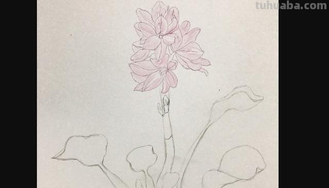 彩铅书签花朵怎么画 简单好看的荷花彩铅书签？