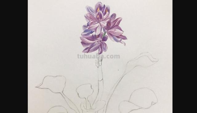 彩铅书签花朵怎么画 简单好看的荷花彩铅书签？