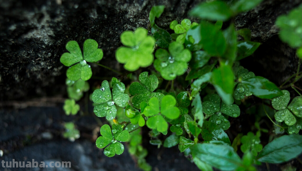 随风潜入夜,润物细无声描写的是 随风潜入夜,润物细无声描写的是