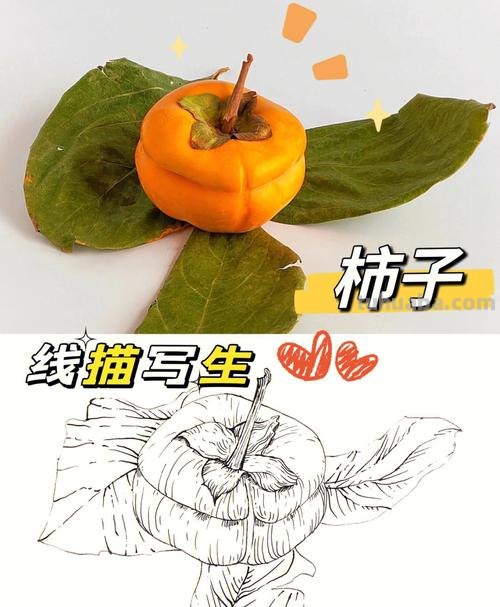 速写小柿子 柿子绘画？